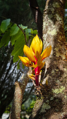 Ashoka Tree also known as Ashoka Tree has vibrant orange flower clusters
