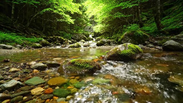 Detailed perspective of sunlight filtering through the overhead canopy, creating shimmering reflections and dancing light patterns on the gentle current of the stream.