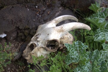 muerte y naturaleza, craneo con cuernos en medio de la naturaleza.