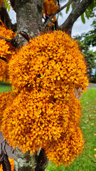 Ashoka Tree also known as Ashoka Tree has vibrant orange flower clusters