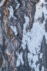 The texture of the birch bark.