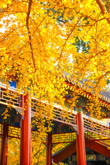 Obraz premium Chinese Gardens Autumn Travel