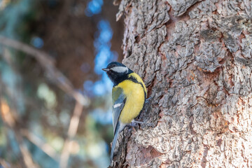Obraz premium A tit is looking for food on a tree trunk.