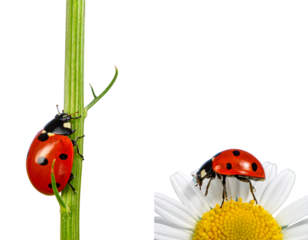 Nature Macro Ladybug Mockup — isolated on transparent background
