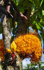 Ashoka Tree also known as Ashoka Tree has vibrant orange flower clusters