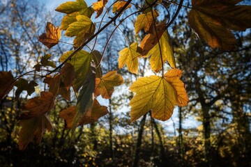 Vibrant autumn leaves in soft natural light. Beautiful fall foliage with orange, yellow, and golden tones in peaceful atmosphere.
