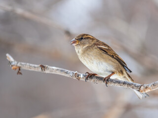Sparrow sits on a branch without leaves.