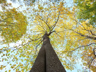 ユリノキの紅葉を見上げる