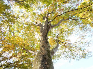 ケヤキの紅葉を見上げる