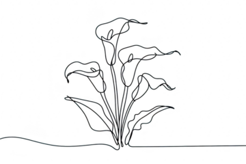 Continuous line drawing of calla lilies isolated on transparent background