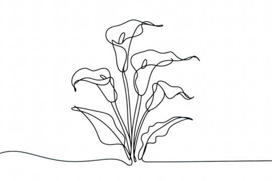 Continuous line drawing of calla lilies isolated on transparent background