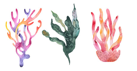 Set of watercolor seaweed and corals isolated on white