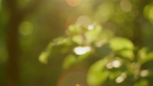 Atmospheric, warm, and inviting visual textures for post production, simulating natural light conditions. Creating a versatile overlay to evoke warmth and natural ambience.