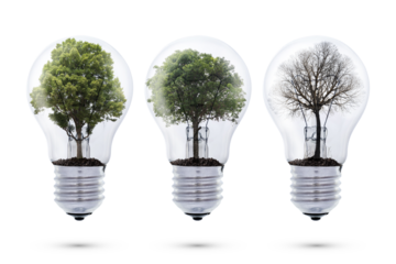 Concept of renewable energy and environmental sustainability with trees inside light bulbs showing life cycle