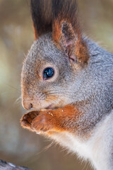 Fototapeta premium The squirrel with nut sits on tree in the winter or late autumn