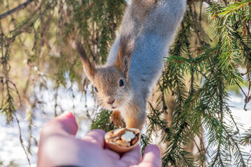 Squirrel eats nuts from a man's hand. Caring for animals in winter or autumn.