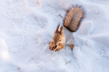 The squirrel in winter sits on white snow.