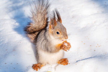 Fototapeta premium The squirrel in winter sits on white snow.