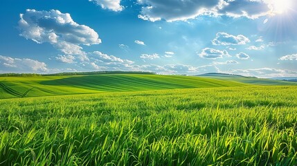 Obraz premium Scenic Rolling Hills of Green Grass Under a Blue Sky with Clouds Wide Angle Landscape Nature Photography