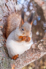 The squirrel with nut sits on tree in the winter or late autumn