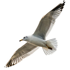 Fototapeta premium seagull in flying soaring gracefully isolated on transparent background