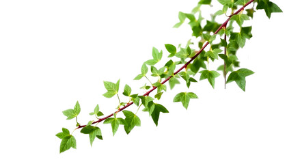 ivy vine strand with small pointed leaves, natural climbing organic shape, soft green shades, isolated transparent background.