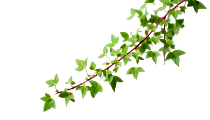 ivy vine strand with small pointed leaves, natural climbing organic shape, soft green shades, isolated transparent background.