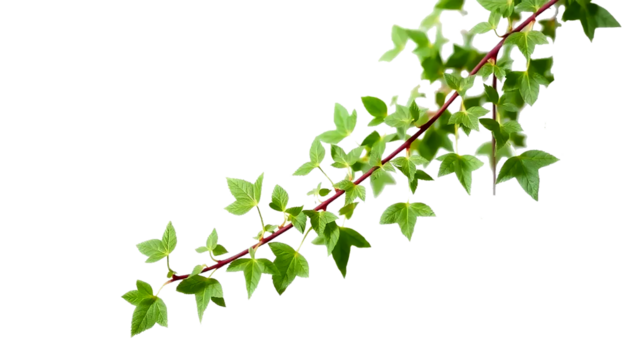 ivy vine strand with small pointed leaves, natural climbing organic shape, soft green shades, isolated transparent background.
