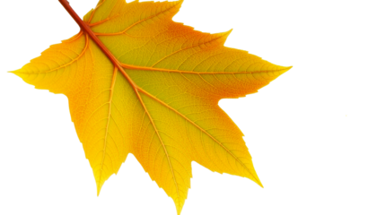 maple leaf, crisp detail veins, natural autumn green, realistic surface texture, isolated transparent background, natural botanical style..