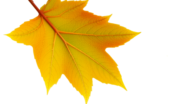maple leaf, crisp detail veins, natural autumn green, realistic surface texture, isolated transparent background, natural botanical style..