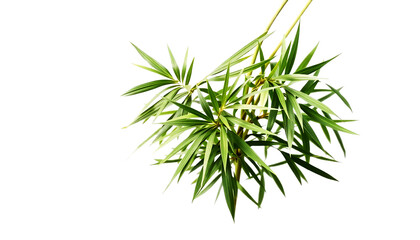 bamboo leaves cluster, thin long leaves, soft clean green tones, zen minimal style, isolated transparent background.
