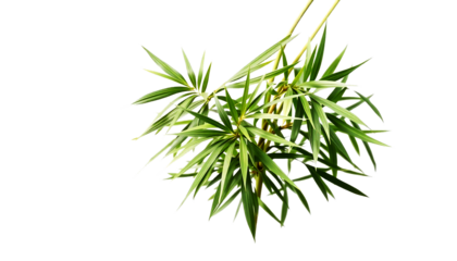 bamboo leaves cluster, thin long leaves, soft clean green tones, zen minimal style, isolated transparent background.
