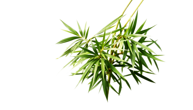 bamboo leaves cluster, thin long leaves, soft clean green tones, zen minimal style, isolated transparent background.
