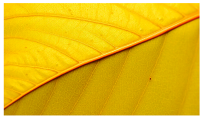 maple leaf, crisp detail veins, natural autumn green, realistic surface texture, isolated transparent background, natural botanical style..
