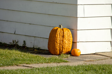 Pumpkins on a sunny day in autumn