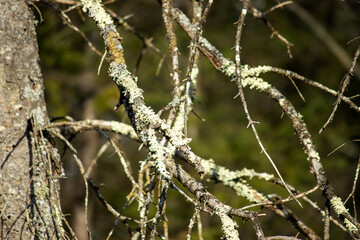 Tree branches covered in green lichen