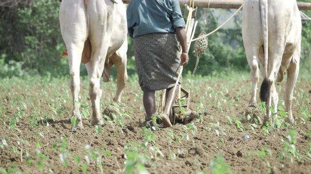 Farming Efficiency - Traditional Plowing with Cows and Farmers in the Field