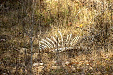 An animal ribcage carcass in the forest