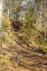 A footpath ascending the forested hillside in autumn