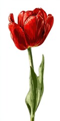 Vibrant Red Tulip Close Up on White