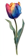 Vibrant Watercolor Tulip Painting with Red, Yellow, and Blue Hues