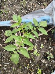 green plant in the garden