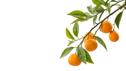 Ripe oranges growing on a branch in a bright setting during daylight hours a transparent background © Anatoli