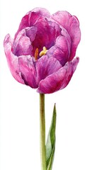 Watercolor Painting of a Single Purple Tulip Blossom