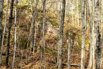 A moss-covered rocky outcrop in the autumn forest