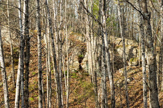 A stony hilltop in the autumn forest