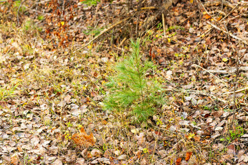 A small pine sapling on the forest floor in autumn