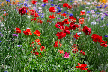 Blooming Meadow: A vibrant tapestry of wildflowers, with vivid red poppies and a variety of colorful blossoms, creates a scene of natural beauty, perfect for spring.