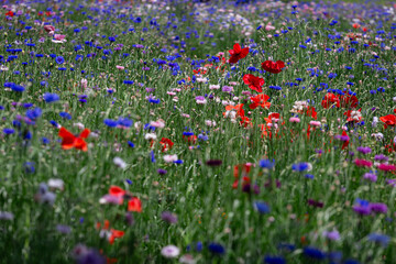 Vibrant Field of Wildflowers: A colorful expanse of wildflowers in full bloom, a tapestry of reds,...