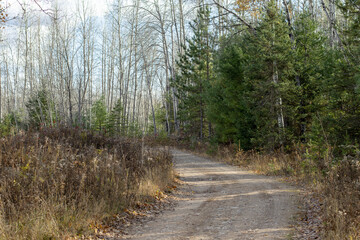 A curving dirt road in the forest lined with pine trees on a sunny day in fall